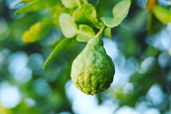 Bergamote pressée à froid l’huile essentielle BIO – Image 2