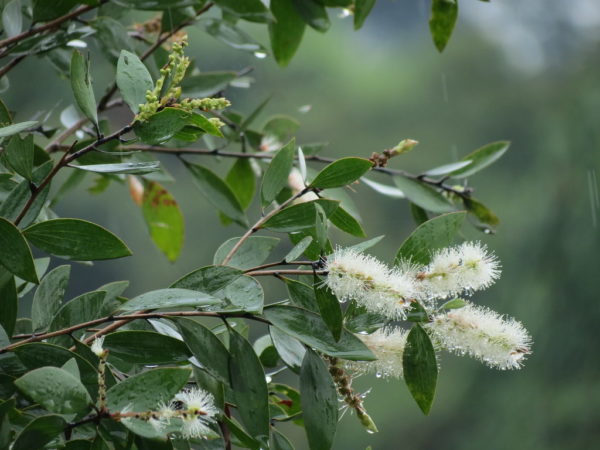 Cajeput essential oil Organic