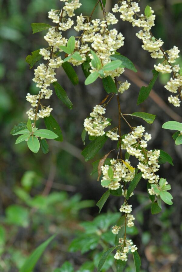 Litsea cubeba essential oil Organic