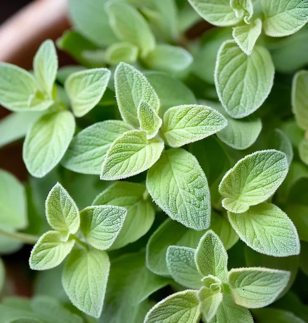 Oregano ätherisches Bio-Öl