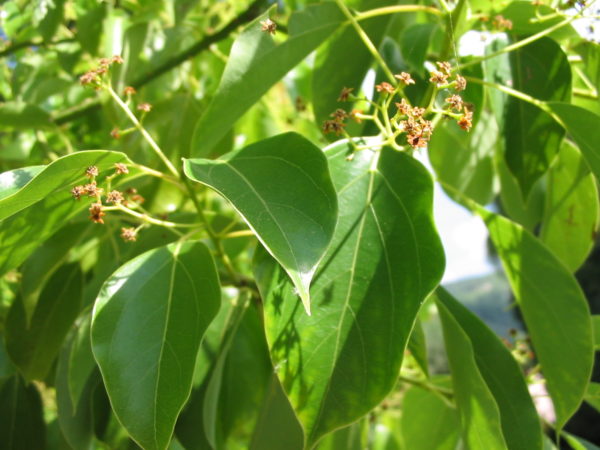 Ravintsara feuille l’huile essentielle BIO