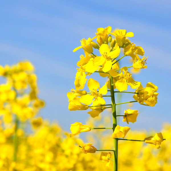 Rapeseed oil Organic