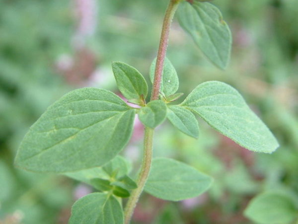 Oregano ätherisches Bio-Öl – Bild 2