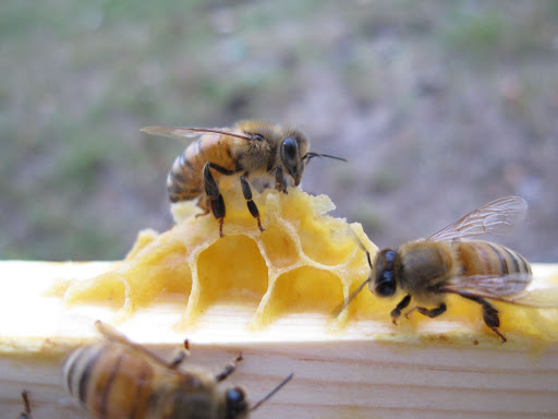 Cire d'abeille bio en vrac