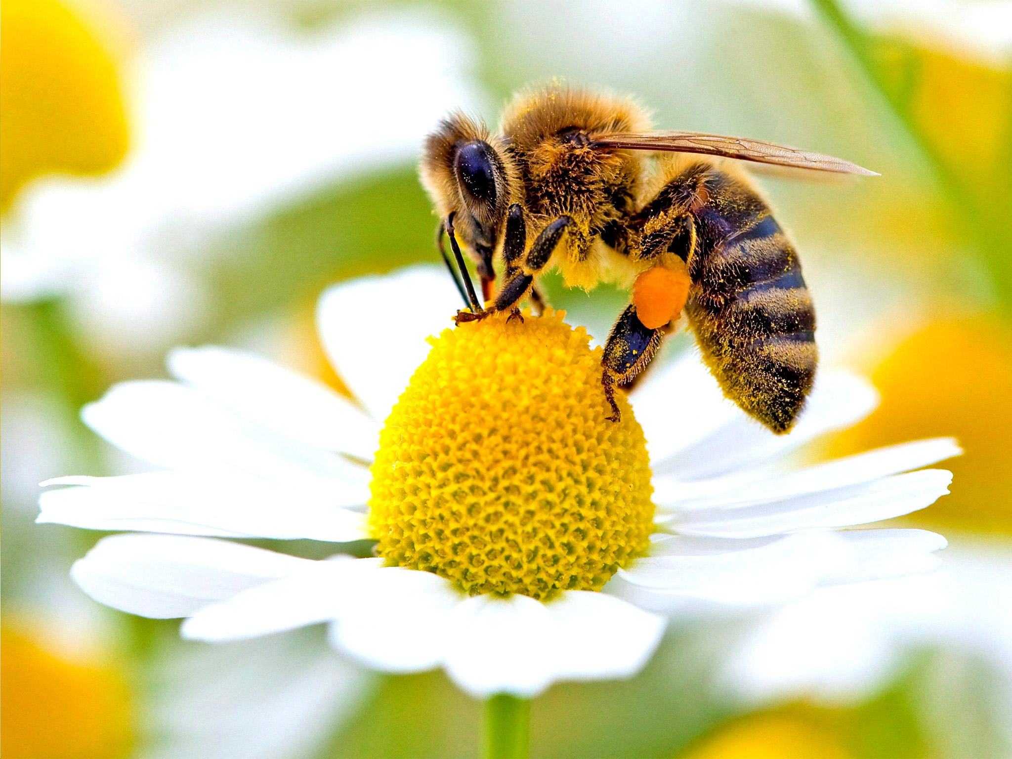 Cire d'abeille jaune BIO
