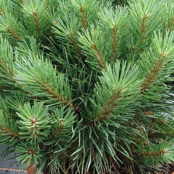 Pinus sylvestris essential oil Organic - Image 2